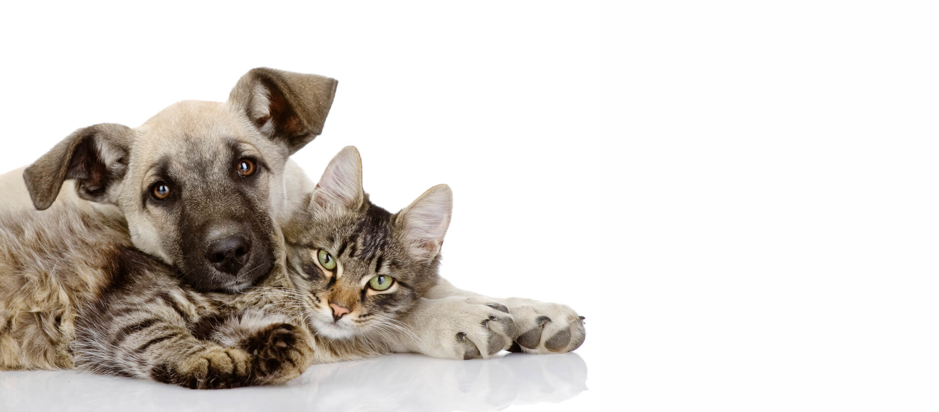 Cancer Treatment for Pets