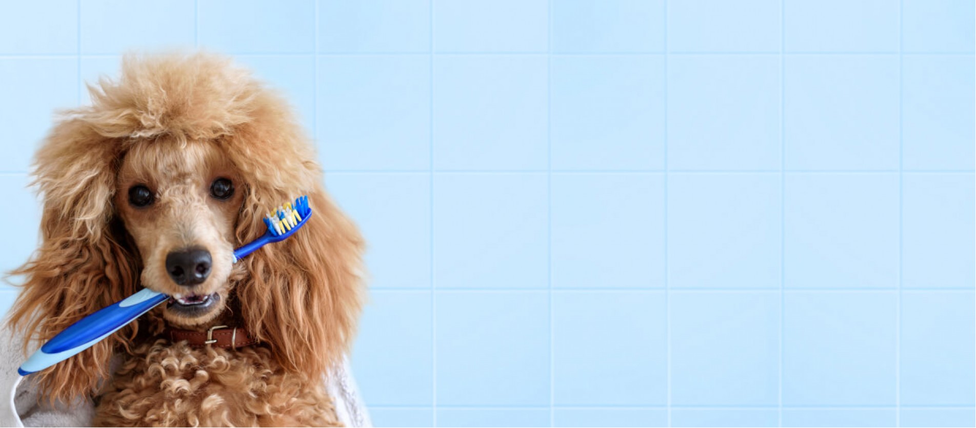 Help Your Pets To Have Great Dental Health