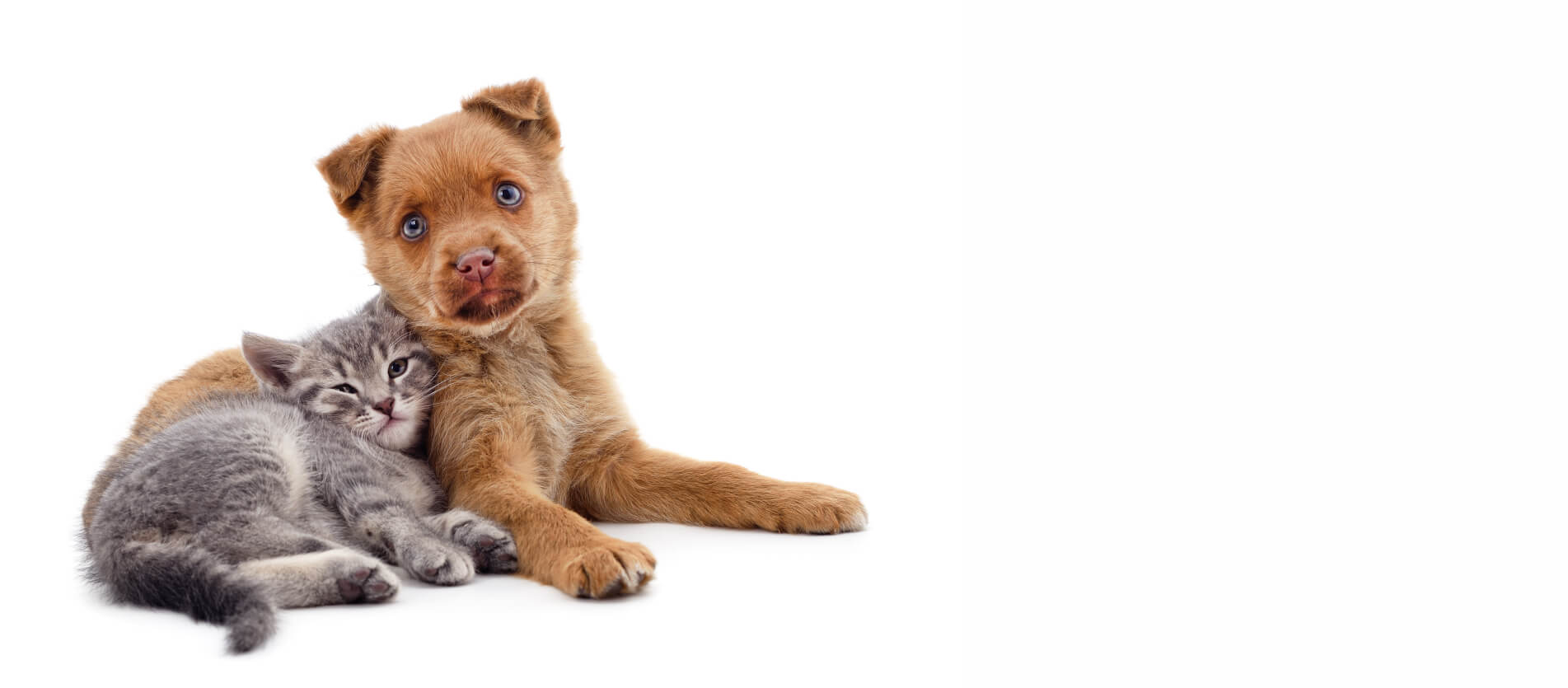 Caring for Young Pets and Responsible Breeding